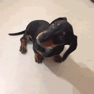 Perro confundido